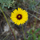 Some kind of daisy